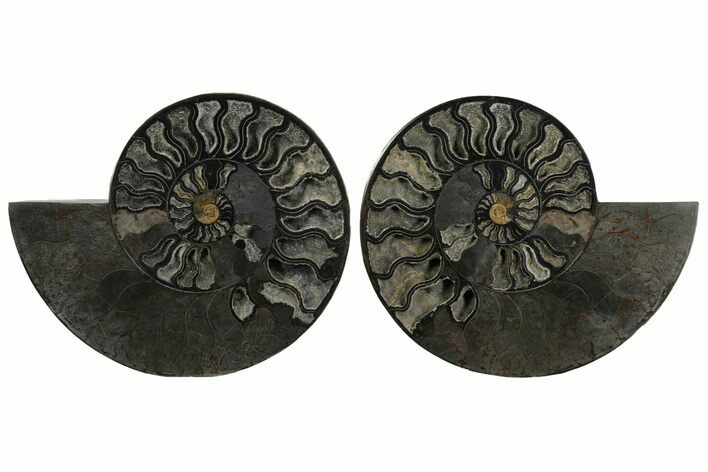 Cut & Polished Ammonite Fossil - Unusual Black Color #172450